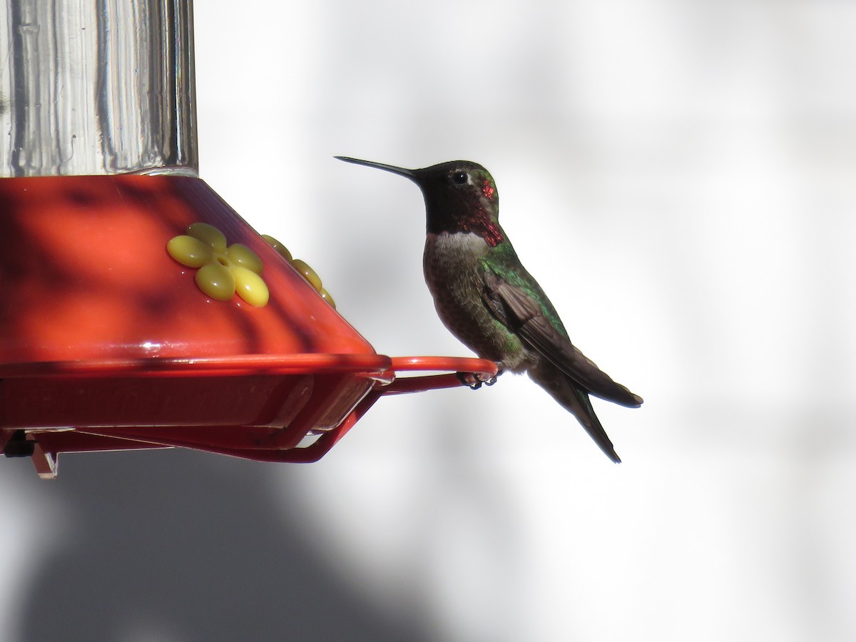 Anna's Hummingbird - Joyce Brady