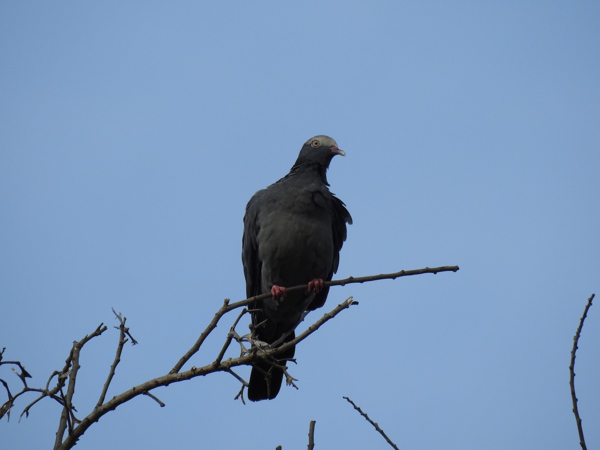 White-crowned Pigeon - ML622674647