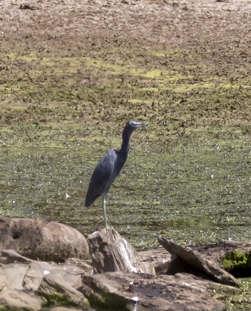 Little Blue Heron - ML622674648