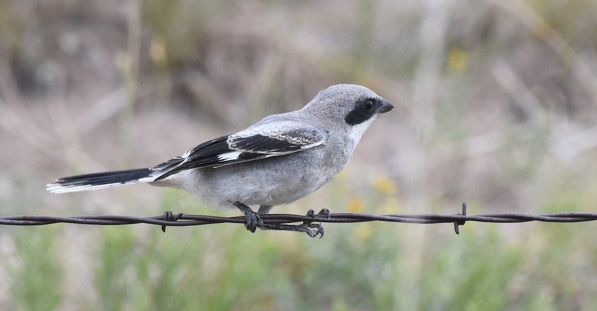 Loggerhead Shrike - ML622674681