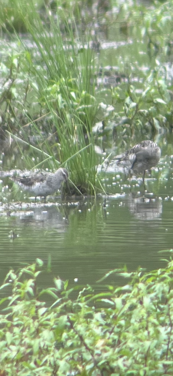 Stilt Sandpiper - ML622674685
