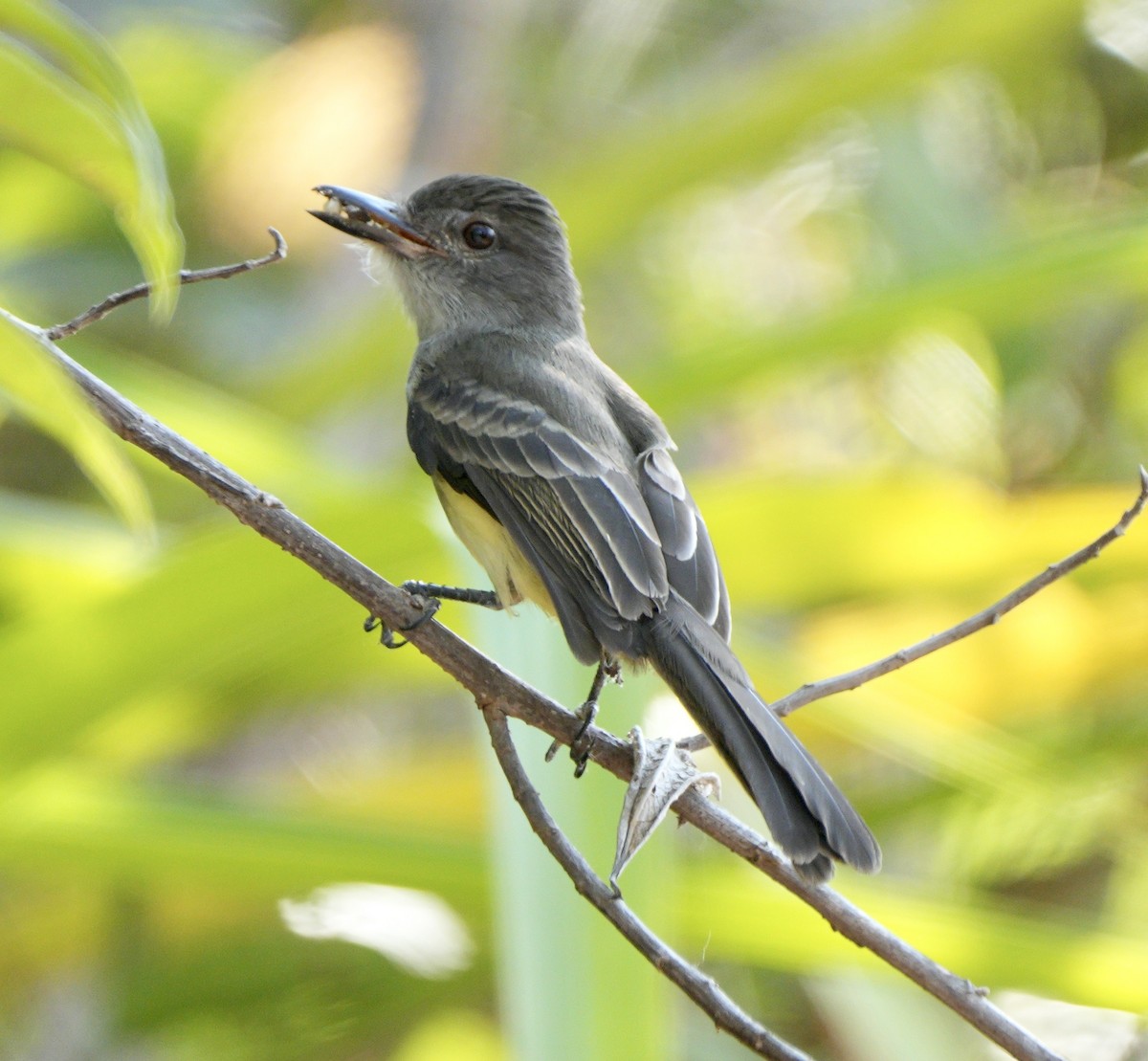 Pale-edged Flycatcher - ML622674695