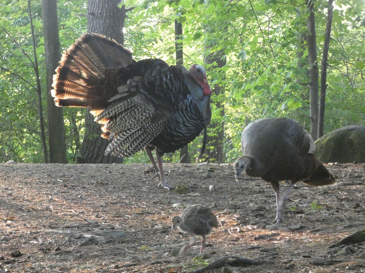 Wild Turkey - Marcel Gahbauer