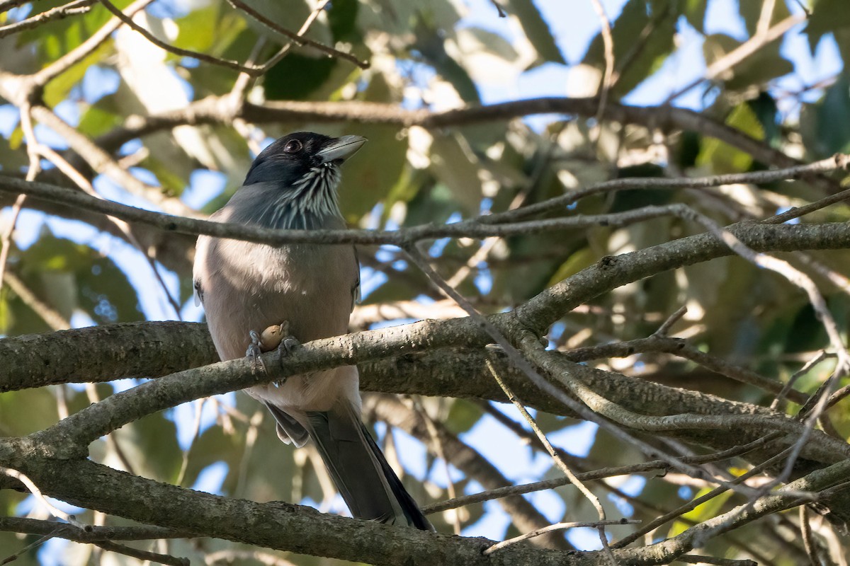 Black-headed Jay - ML622674865