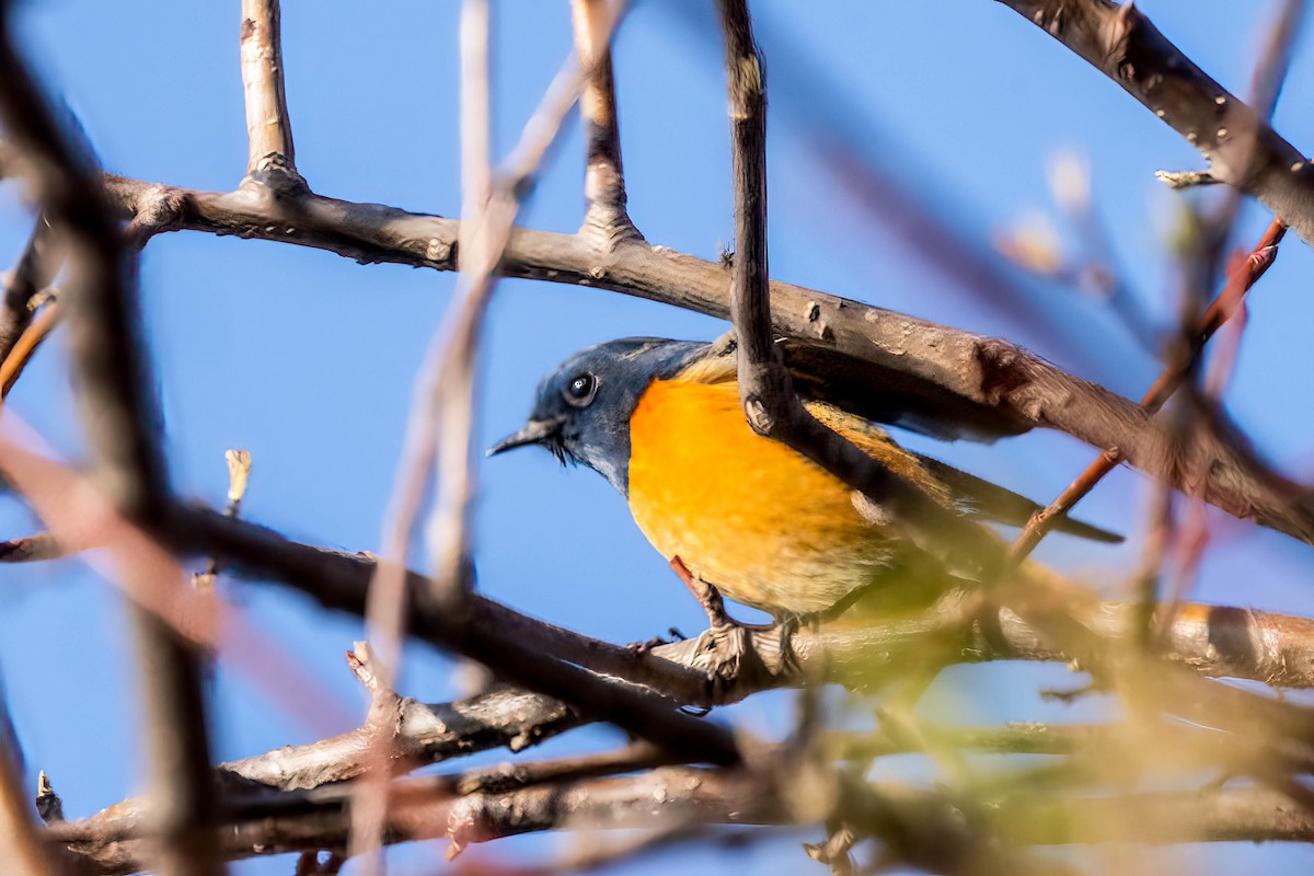 Blue-fronted Redstart - ML622674874