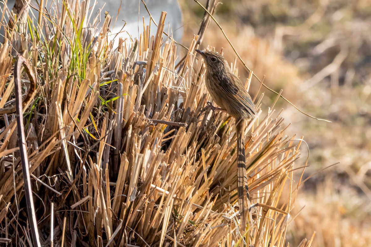 Himalayan Prinia - ML622674877