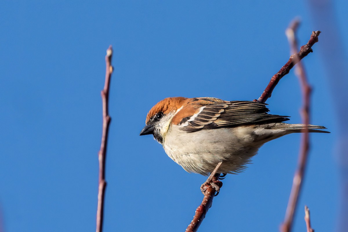 Russet Sparrow - ML622674879