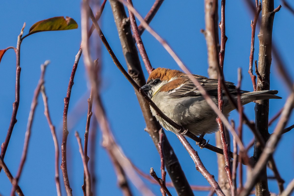 Russet Sparrow - ML622674880