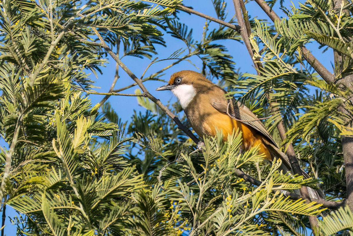 White-throated Laughingthrush - ML622674889