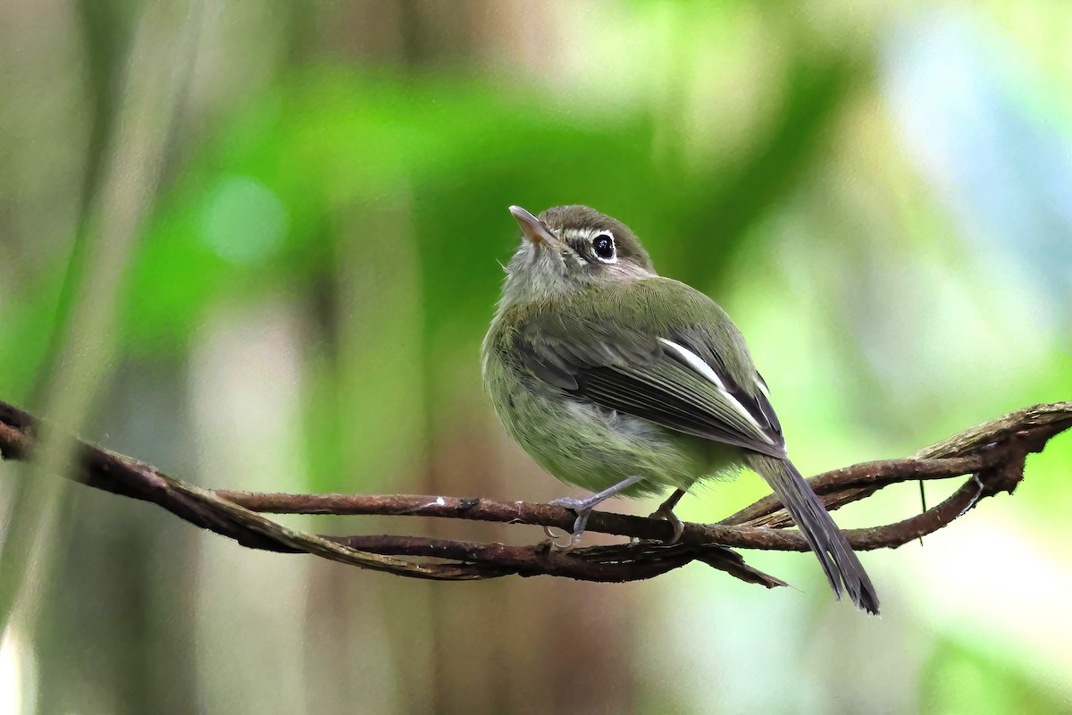 Eye-ringed Tody-Tyrant - Fabio Landmeier