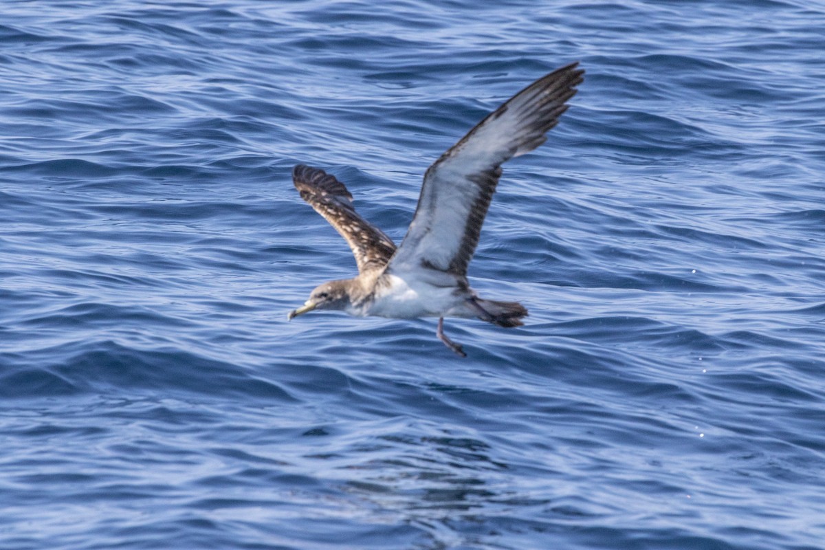 Cory's Shearwater (Scopoli's) - ML622674991