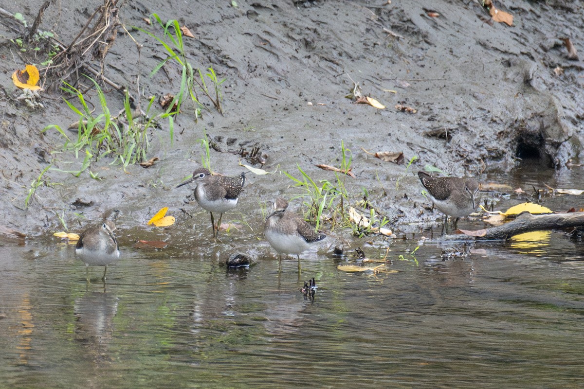 Solitary Sandpiper - Sylvie Desmeules