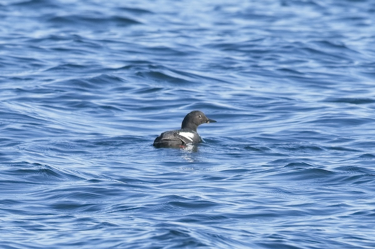 Pigeon Guillemot - Cody Matheson