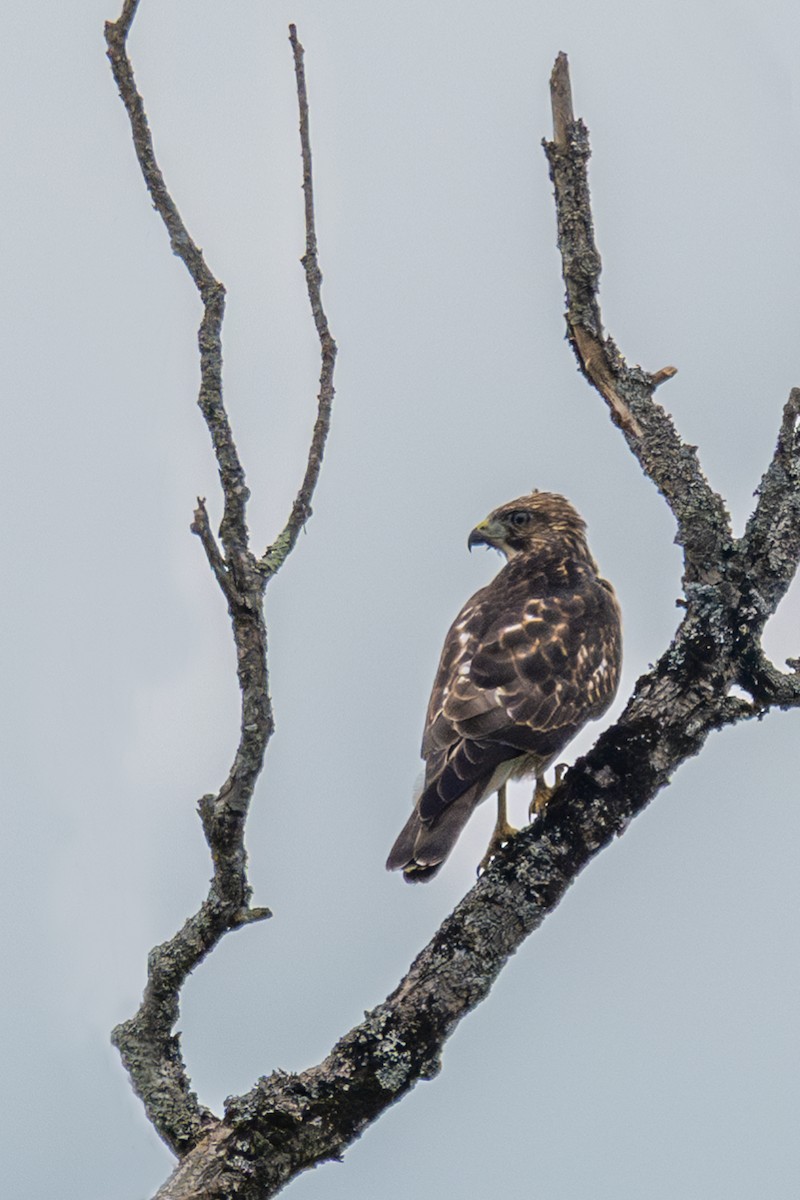 Red-tailed Hawk - Sylvie Desmeules