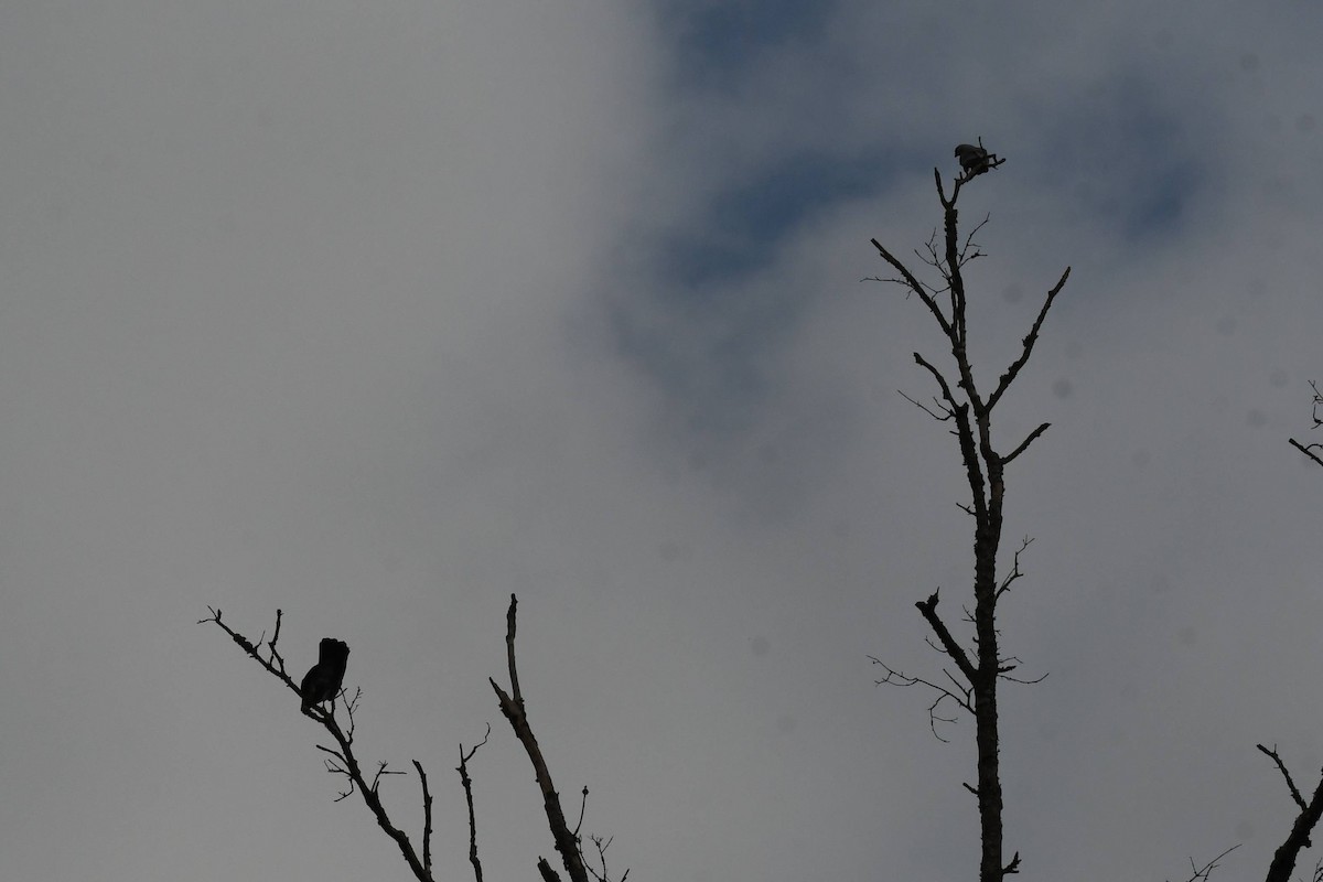 Mississippi Kite - ML622675027