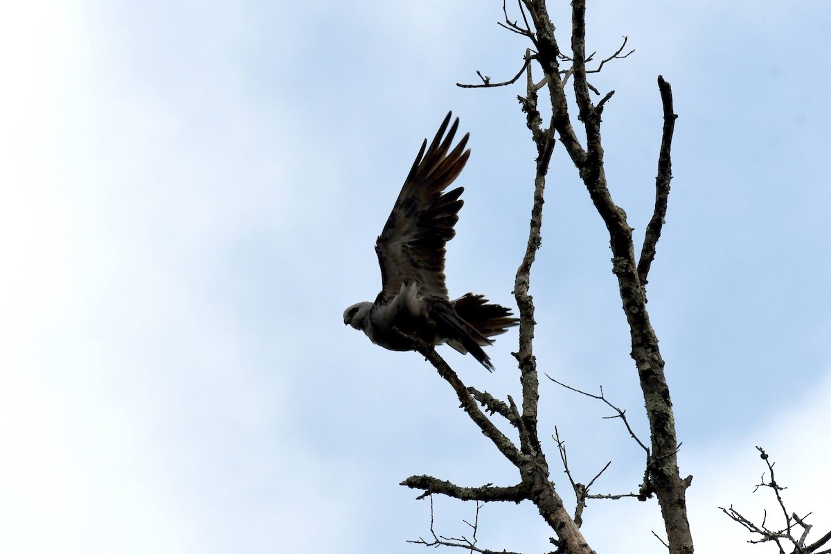 Mississippi Kite - ML622675028