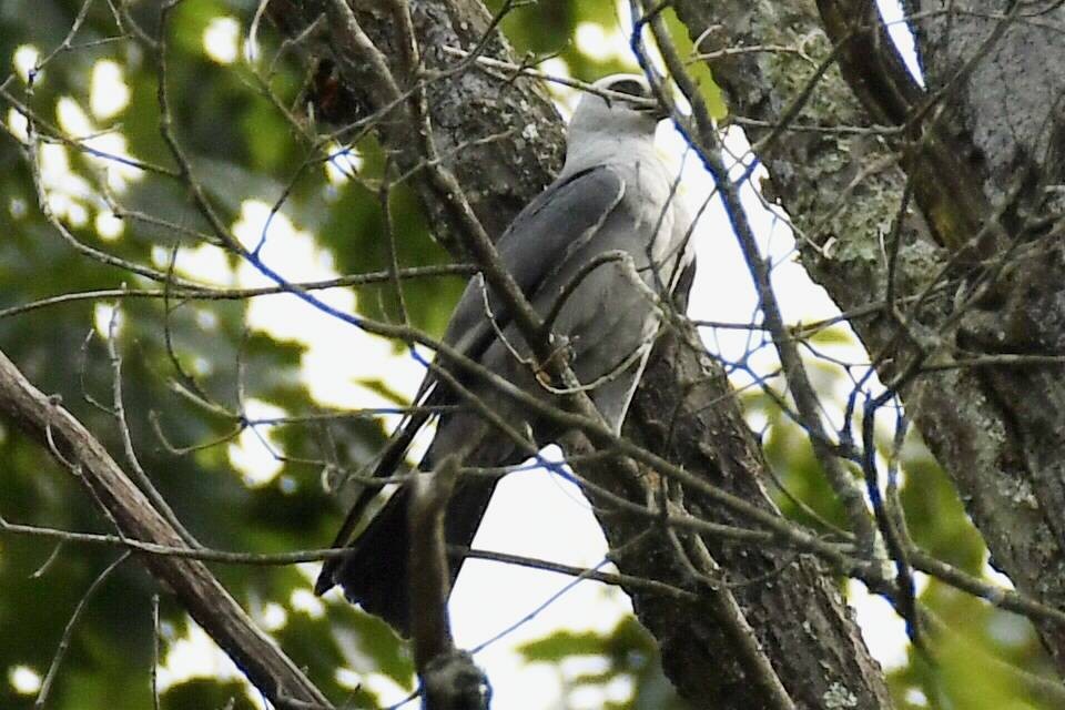 Mississippi Kite - ML622675029