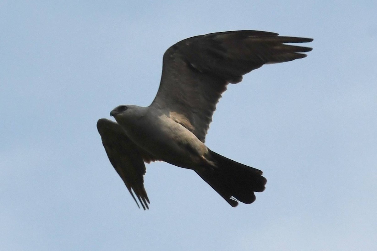 Mississippi Kite - ML622675030