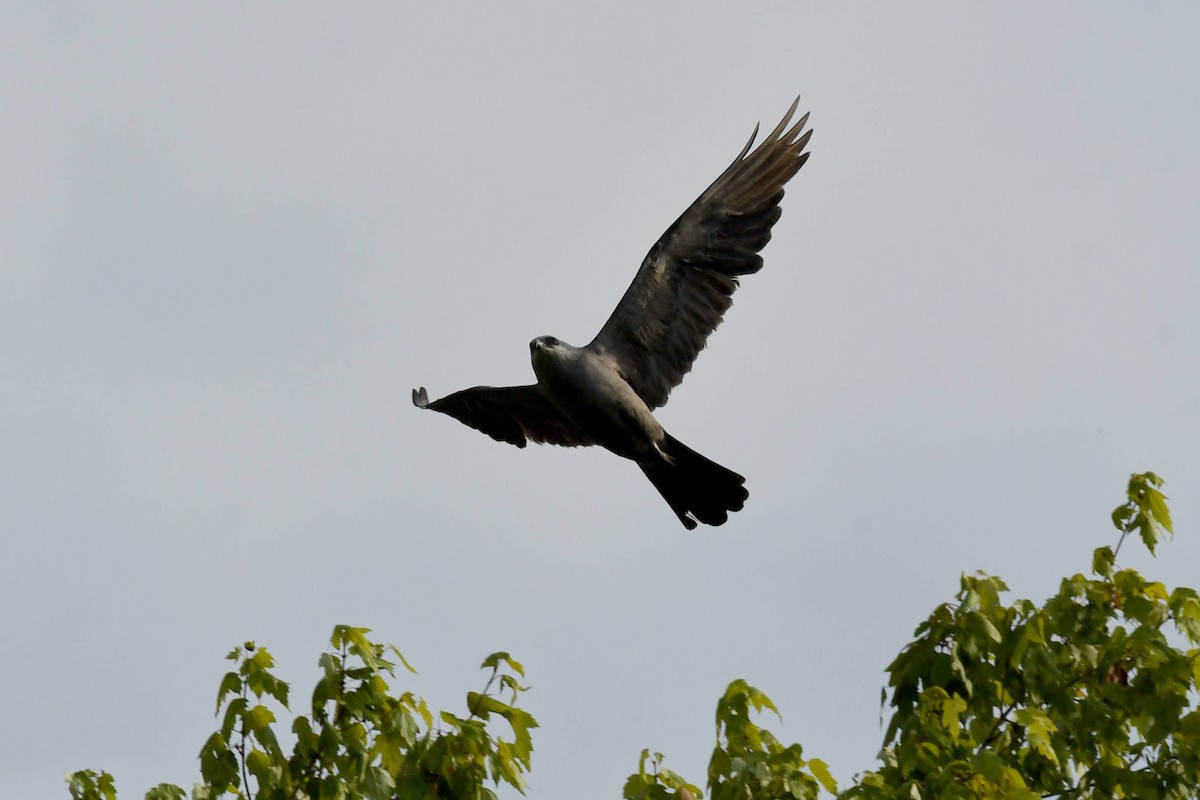 Mississippi Kite - ML622675031