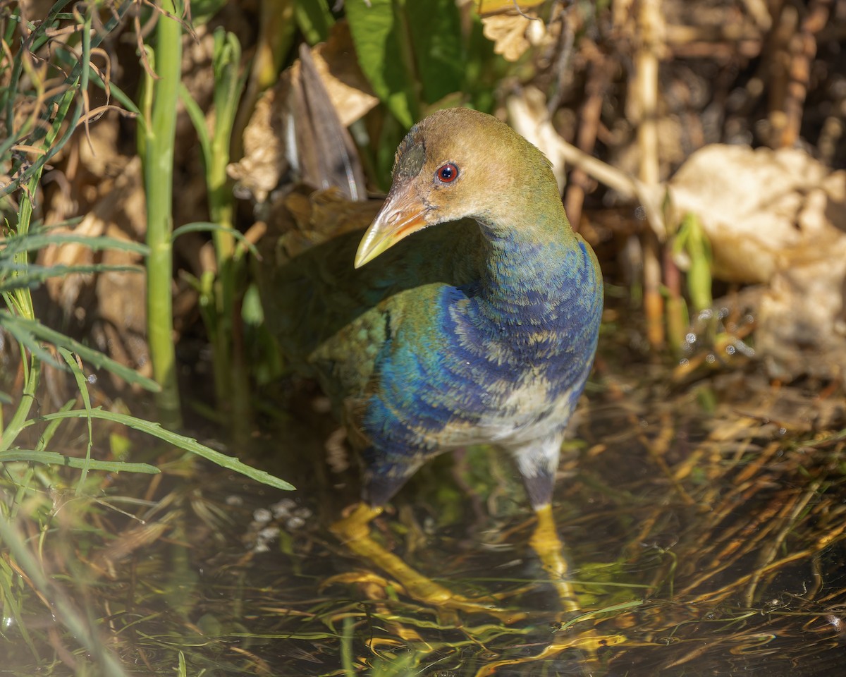 Purple Gallinule - ML622675032