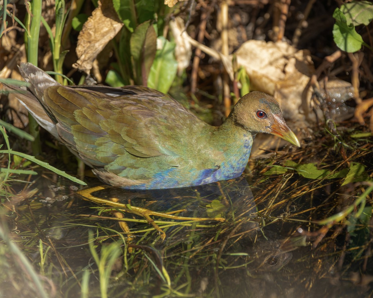 Purple Gallinule - ML622675033