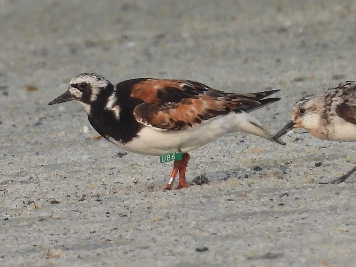 Ruddy Turnstone - Lisa Schibley