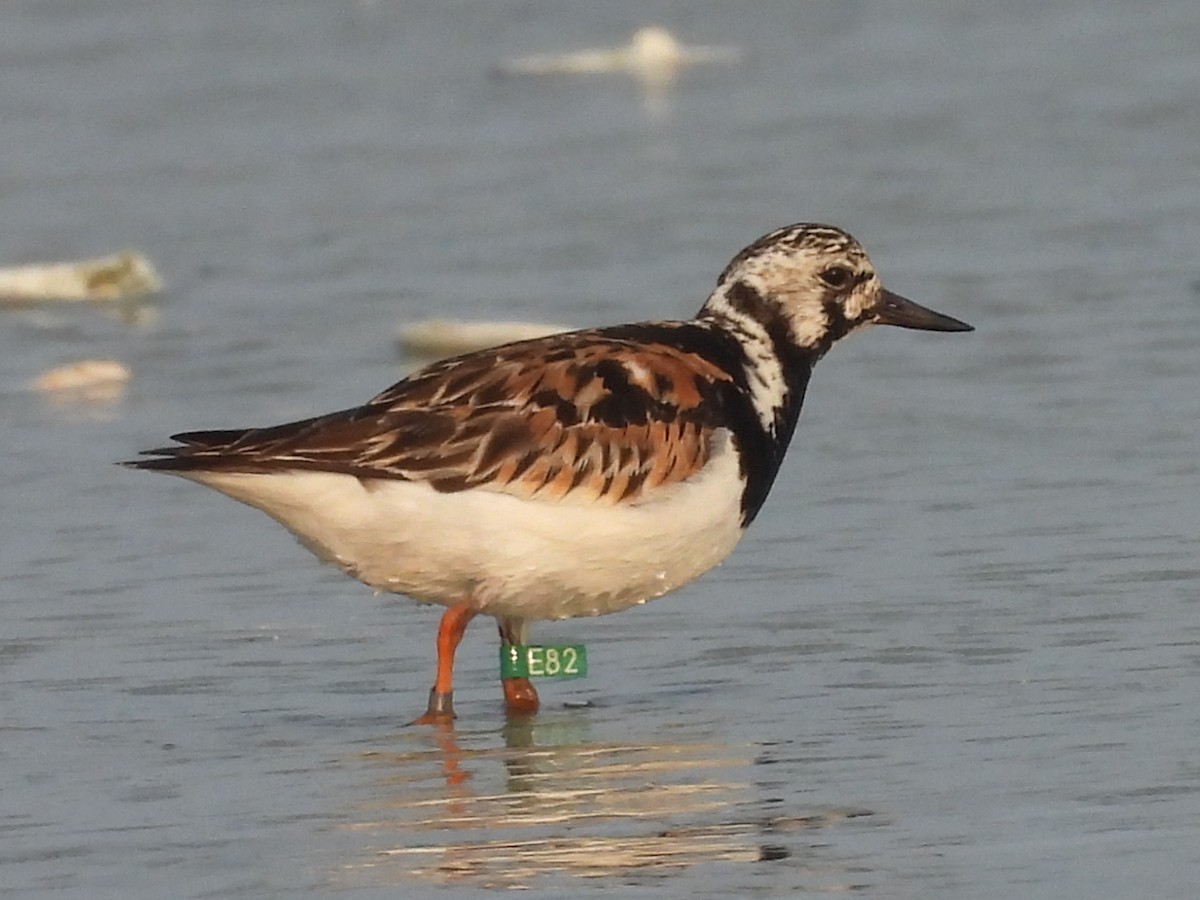 Ruddy Turnstone - Lisa Schibley