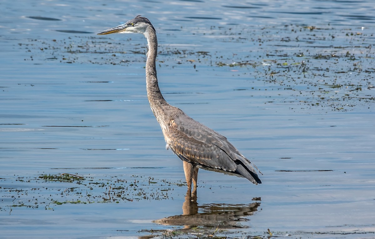 Great Blue Heron (Great Blue) - ML622675053