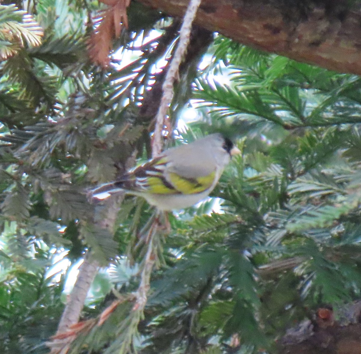 Lawrence's Goldfinch - ML622675069