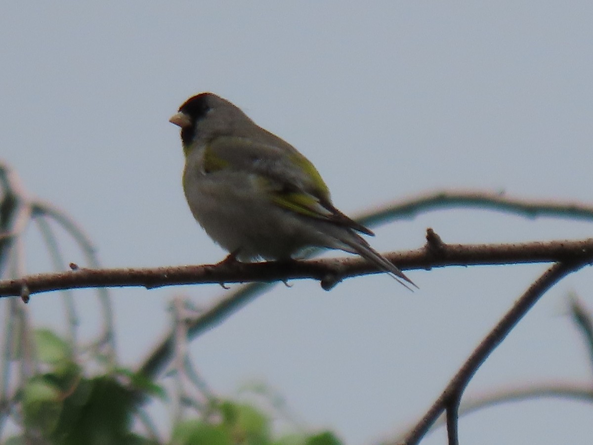 Lawrence's Goldfinch - ML622675070