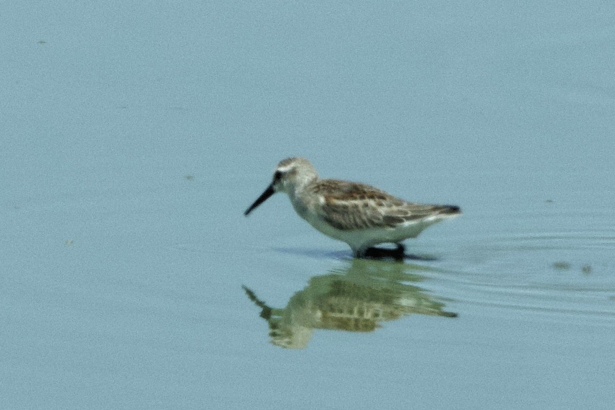 Western Sandpiper - ML622675095