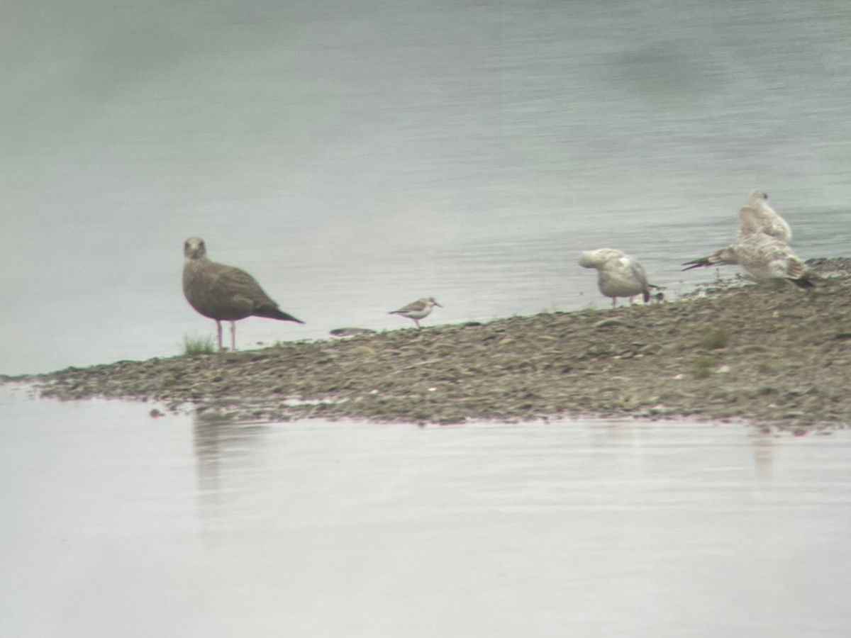 Sanderling - ML622675102