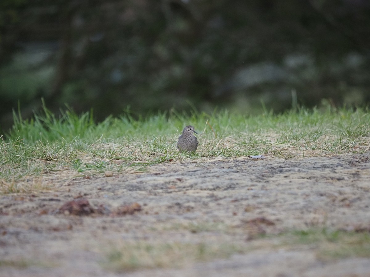 Ruddy Ground Dove - Clemente Sanchez