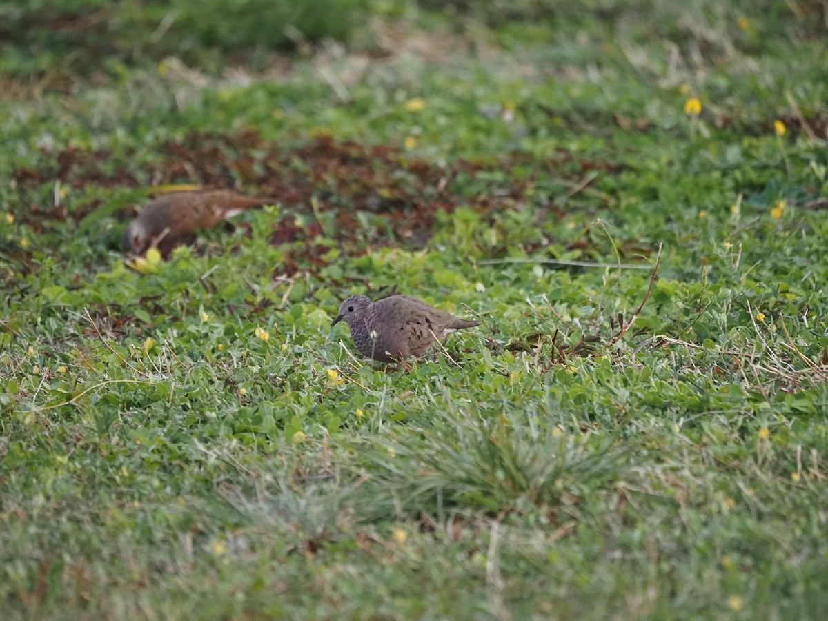 Ruddy Ground Dove - ML622675142