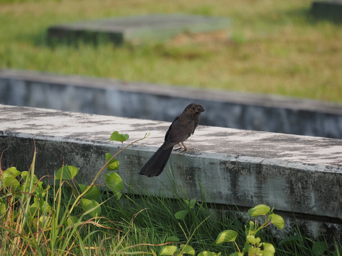 Smooth-billed Ani - ML622675144