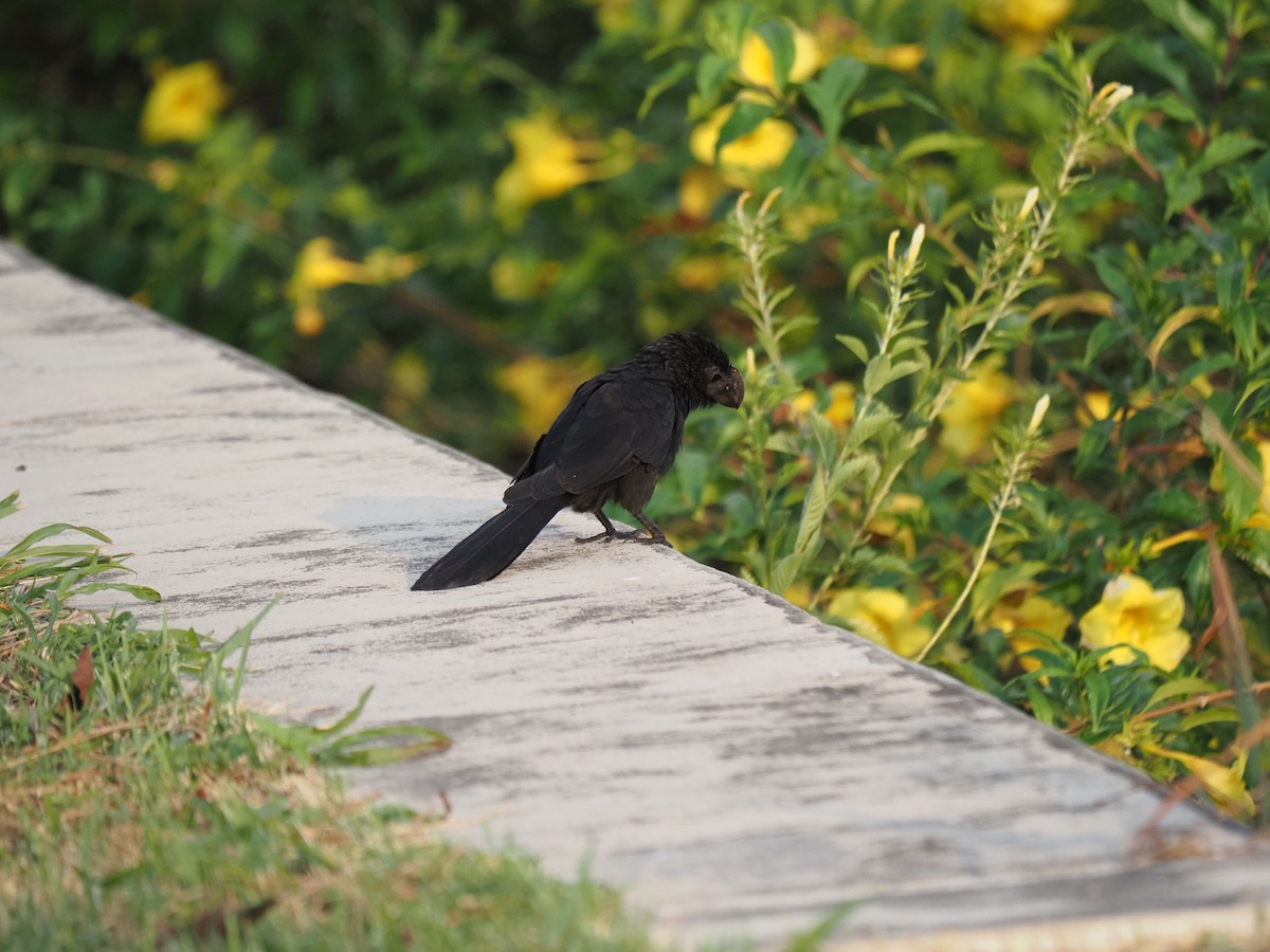 Smooth-billed Ani - ML622675145