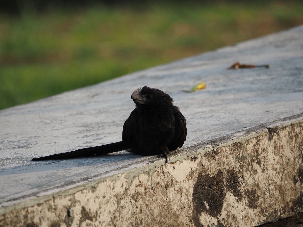 Smooth-billed Ani - Clemente Sanchez