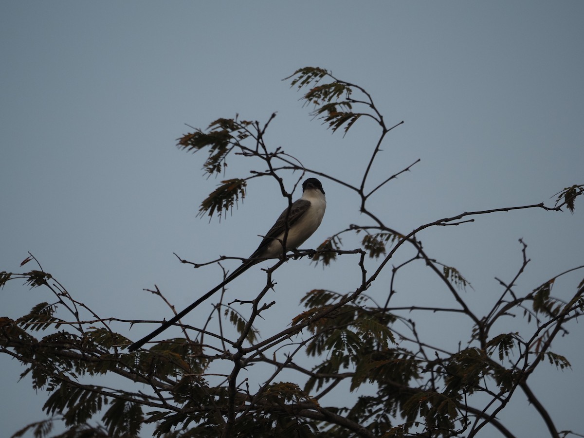 Fork-tailed Flycatcher - ML622675156