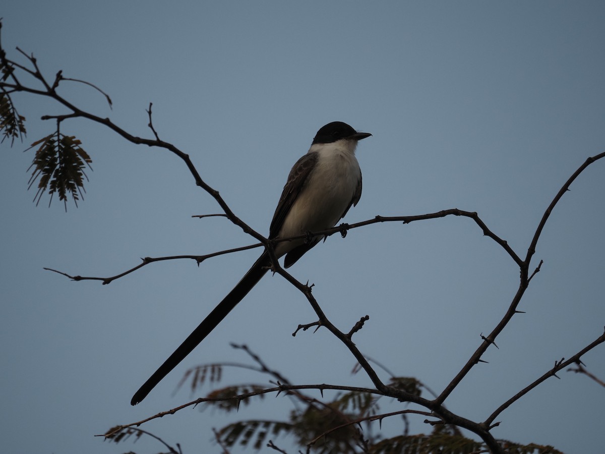 Fork-tailed Flycatcher - ML622675158