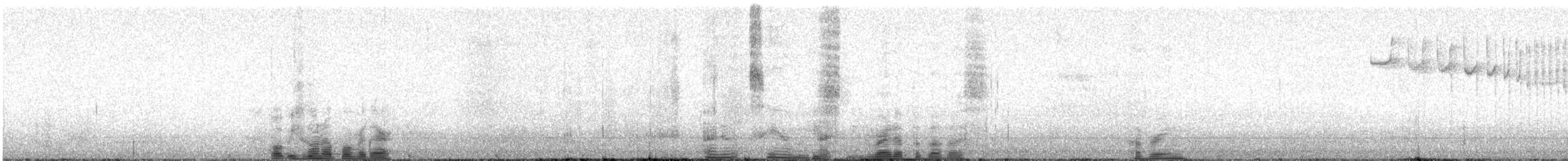 シロハラチビハチドリ - ML622675163