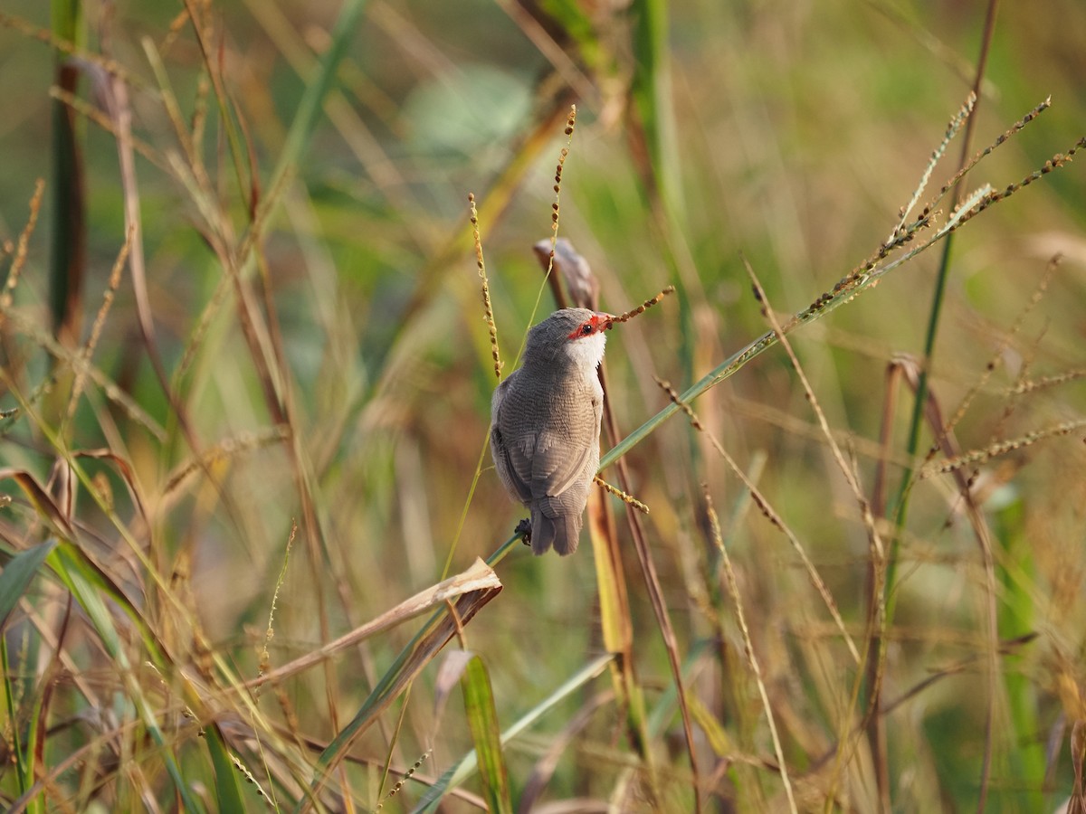 Common Waxbill - Clemente Sanchez