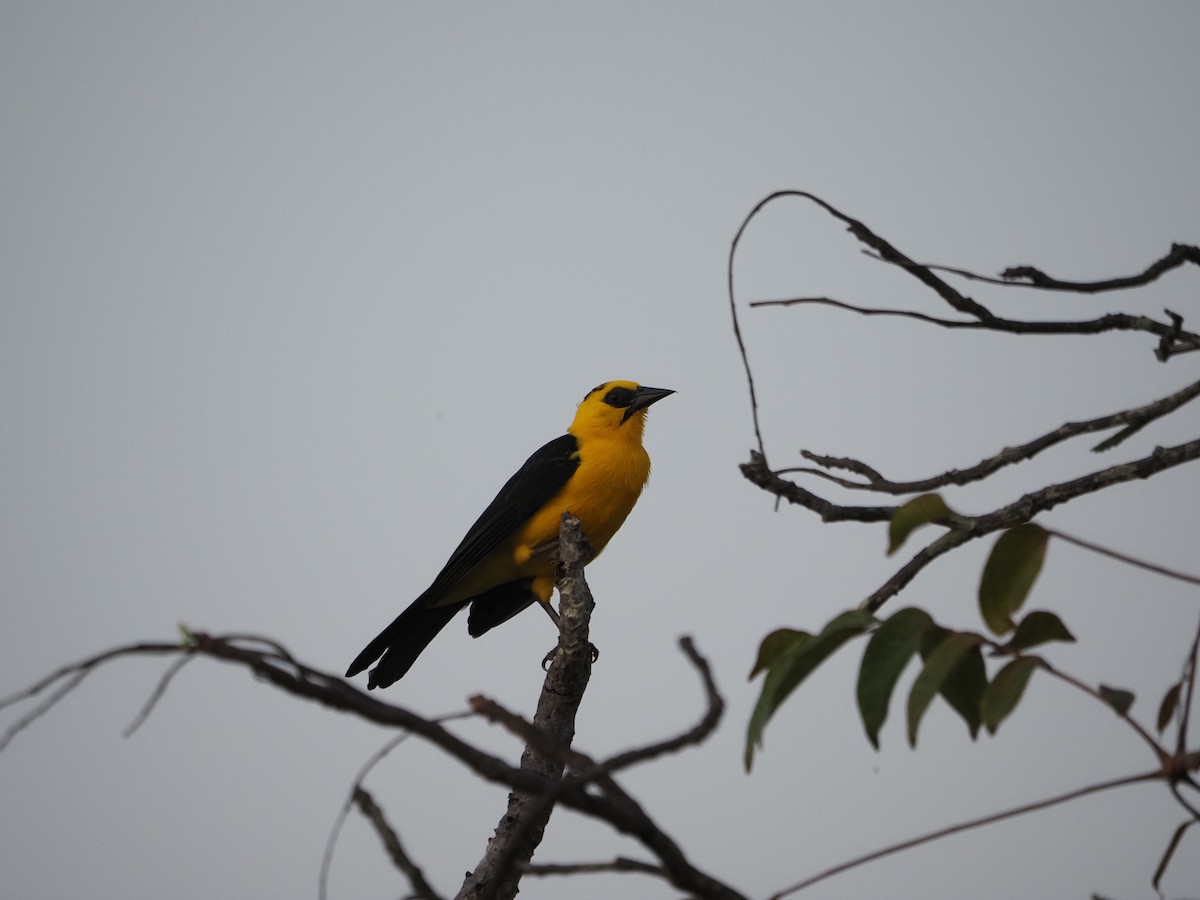 Oriole Blackbird - ML622675177