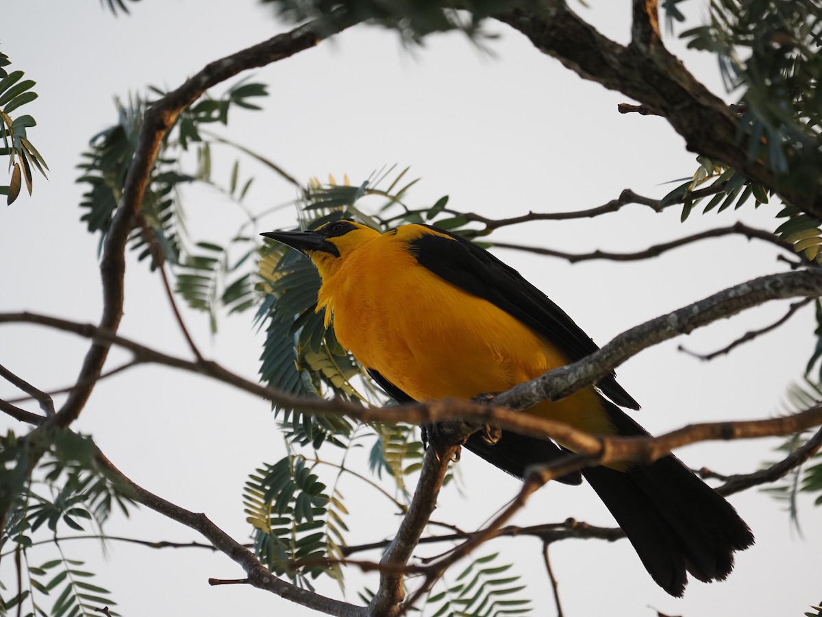 Oriole Blackbird - ML622675178