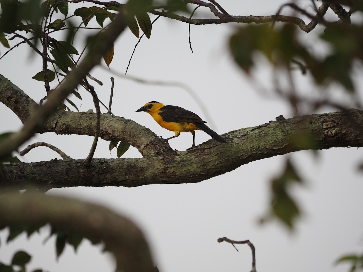 Oriole Blackbird - ML622675179