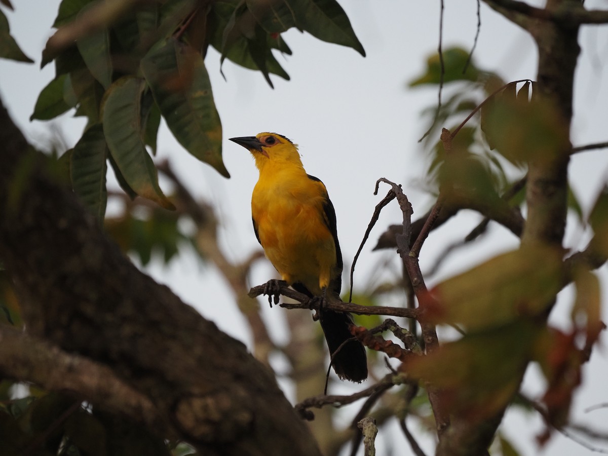 Oriole Blackbird - ML622675181