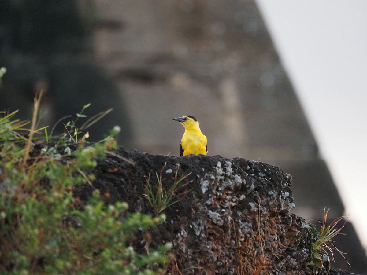 Oriole Blackbird - ML622675182