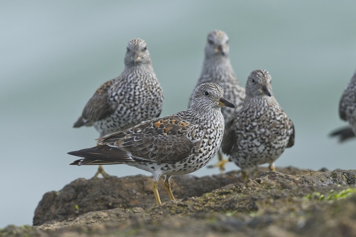 Surfbird - ML622675185