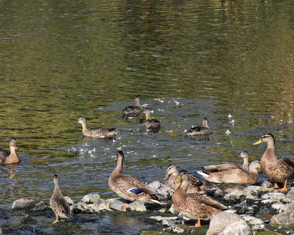 Blue-winged Teal - ML622675193