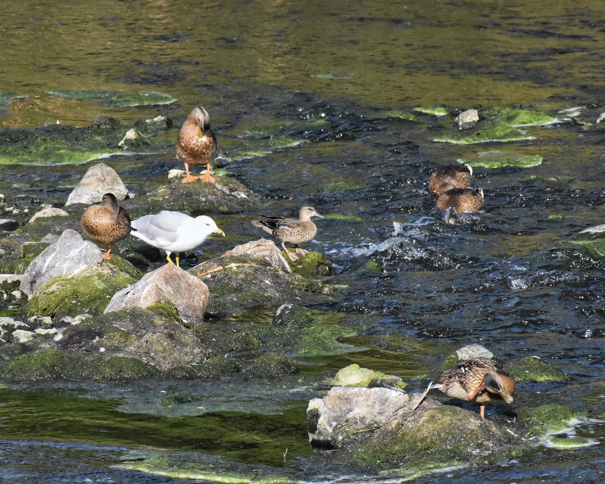 Blue-winged Teal - ML622675194