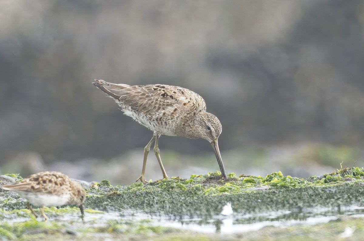 Long-billed Dowitcher - ML622675197